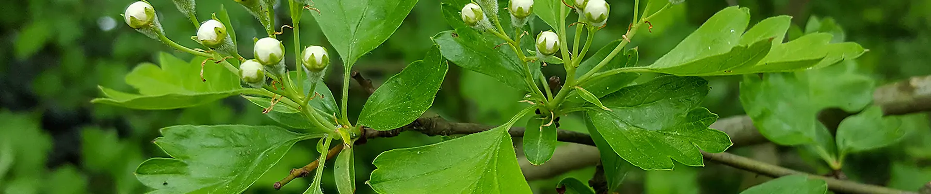 Subdivisions header image