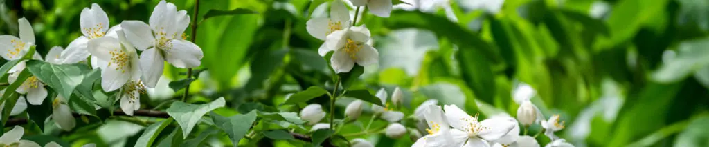 Jasmine flowers Philadelphus lewisii bush on green leaves background in sunny spring garden