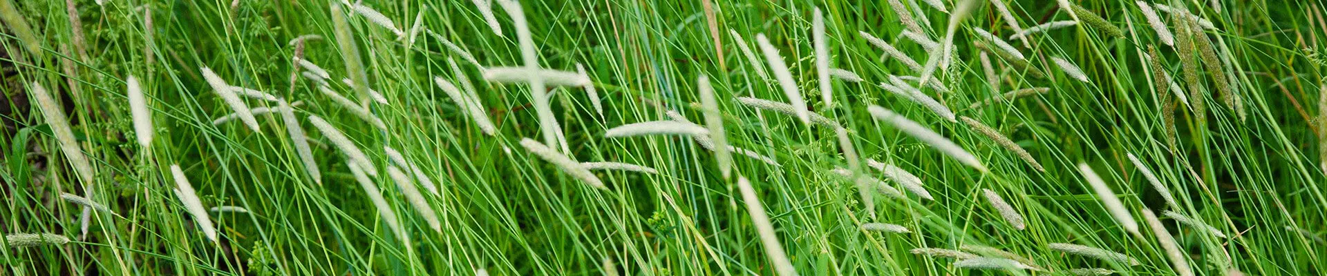 Individual subdivision header image